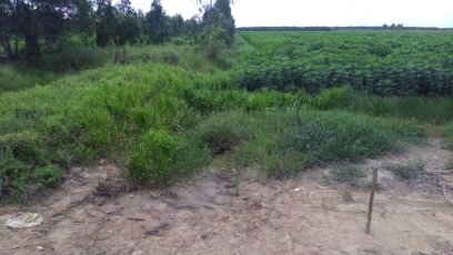 Bán đất trồng cây tại Tiền Giang