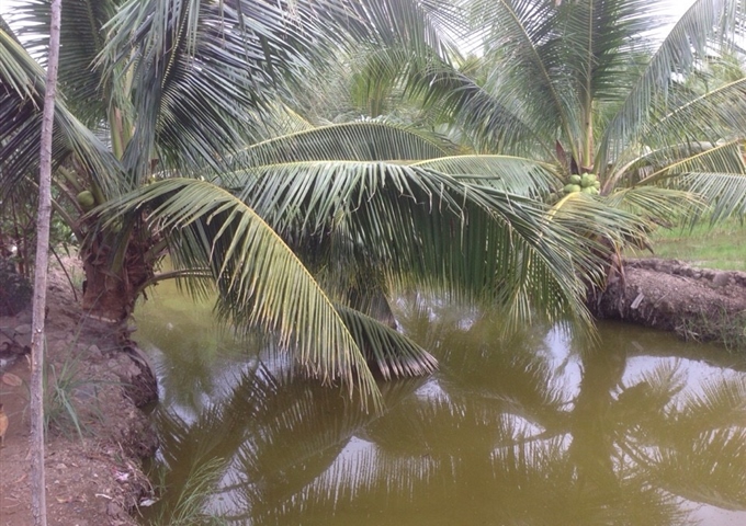 Bán 5900m2 đất vườn dừa giá cực rẻ Bình Đại, Bến Tre