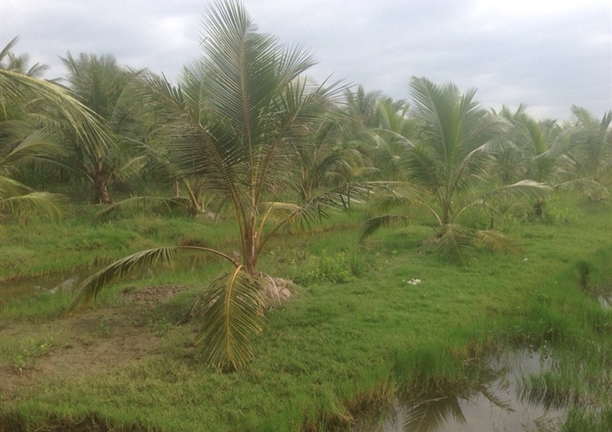 Bán 5900m2 đất vườn dừa giá cực rẻ Bình Đại, Bến Tre