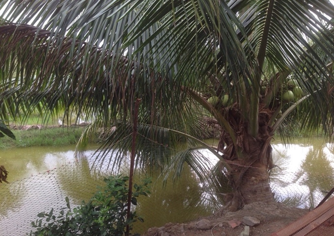 Bán 5900m2 đất vườn dừa giá cực rẻ Bình Đại, Bến Tre