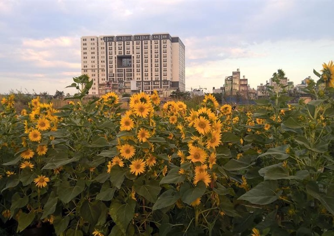 Bán căn hộ Dream Home 1, Phạm Văn Chiêu, P. 14, Gò Vấp. 64m2, giá 1,15 tỷ