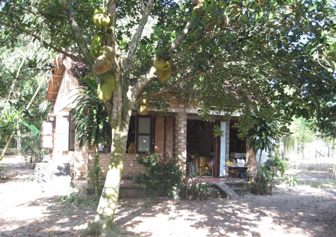 Chính chủ bán 2 lô đất vườn, Đường Nguyễn Thị Nê, Ấp Cây Trâm, Xã Phú Hòa Đông, Huyện Củ Chi