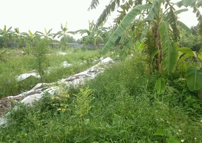 Cần bán nhà vườn gần đền Cầu Bùi, đền Trần Nam Định giá rẻ, LH ngay Ms.Oanh 01667293308