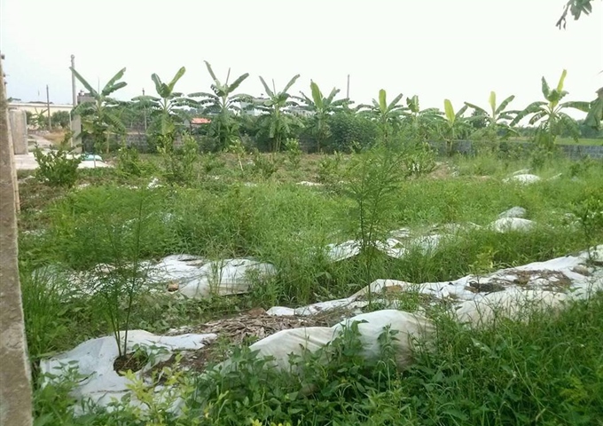 Cần bán nhà vườn gần đền Cầu Bùi, đền Trần Nam Định giá rẻ, LH ngay Ms.Oanh 01667293308