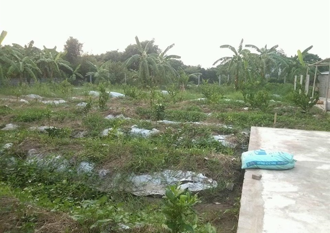 Cần bán nhà vườn gần đền Cầu Bùi, đền Trần Nam Định giá rẻ, LH ngay Ms.Oanh 01667293308