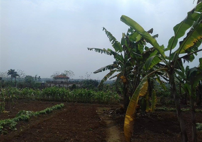 Bán 4000m2 đất trang trại nhà vườn Quốc Oai, Hà Nội