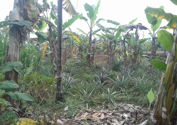 Bán 4000m2 đất trang trại nhà vườn Quốc Oai, Hà Nội