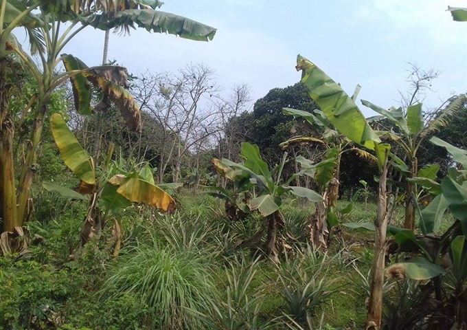 Bán 4000m2 đất trang trại nhà vườn Quốc Oai, Hà Nội