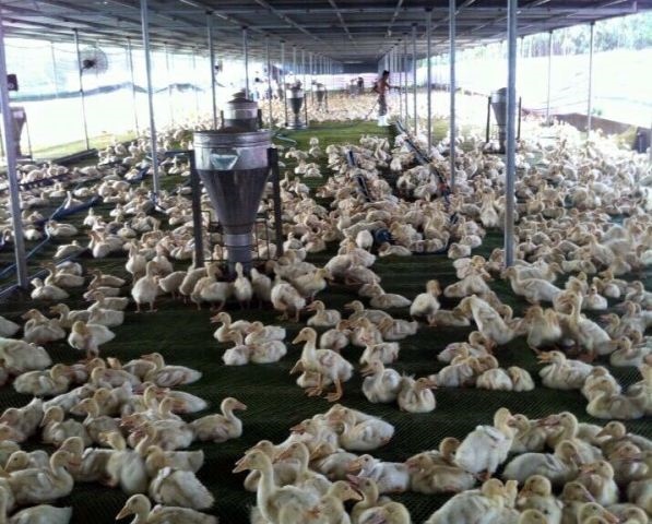 Không có thời gian quản lý, cần sang lại trang trại vịt tại Bình Thuận
