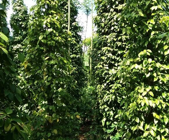 Bán đất rẫy trồng tiêu, cafe, mít, chuối tại ấp 11, xã Xuân Tây, Cẩm Mỹ, gần Biên Hòa, Đồng Nai