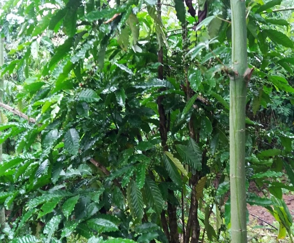 Bán đất rẫy trồng tiêu, cafe, mít, chuối tại ấp 11, xã Xuân Tây, Cẩm Mỹ, gần Biên Hòa, Đồng Nai