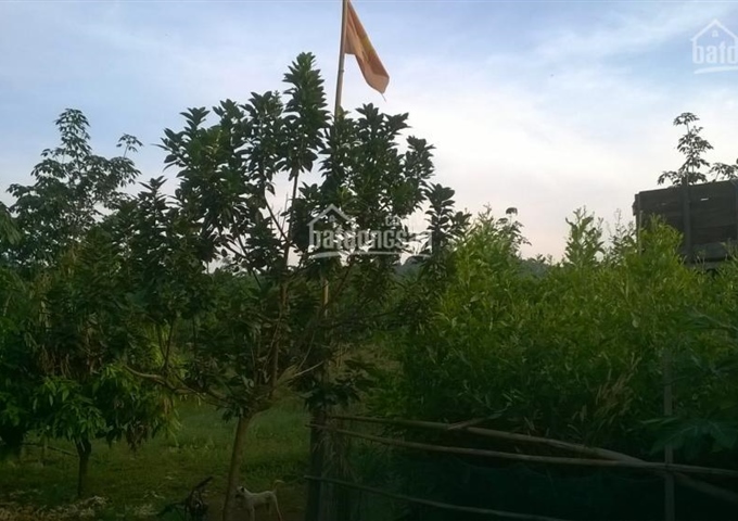 Bán 100ha đất nông lâm nghiệp tại Bình Phước