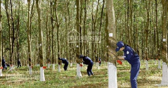 Bán 100 hecta đất trồng cây cao su 7-9 năm: Đồng Phú Bình Phước