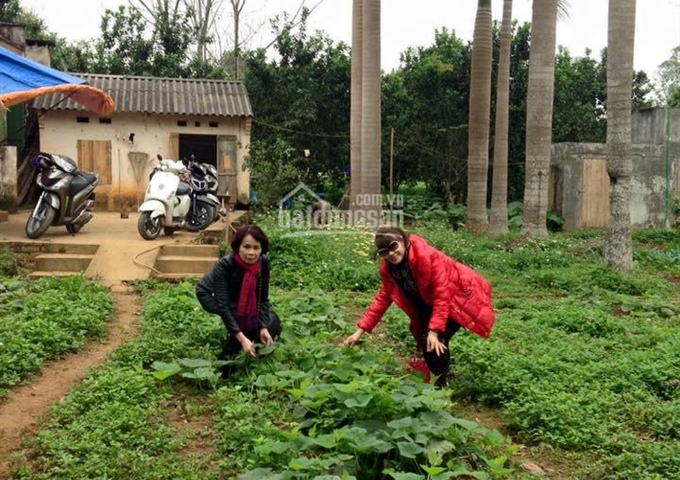 Bán đất vườn mặt hồ Đồng Mô thuộc thôn Lòng Hồ, xã Kim Sơn đối diện sân Golf Đồng Mô