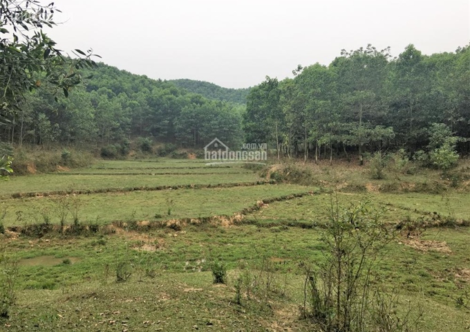 Cần bán 40ha đất rừng sản xuất tại huyện Kim Bôi, tỉnh Hòa Bình
