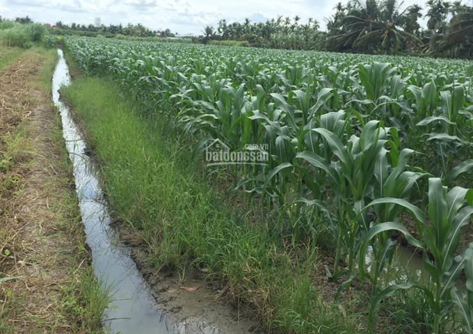 Bán đất ruộng gần Quốc Lộ 50, xã Long Bình Điền, huyện chợ Gạo, tỉnh Tiền Giang