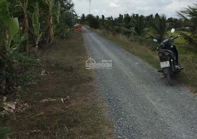 Bán đất ruộng gần Quốc Lộ 50, xã Long Bình Điền, huyện chợ Gạo, tỉnh Tiền Giang