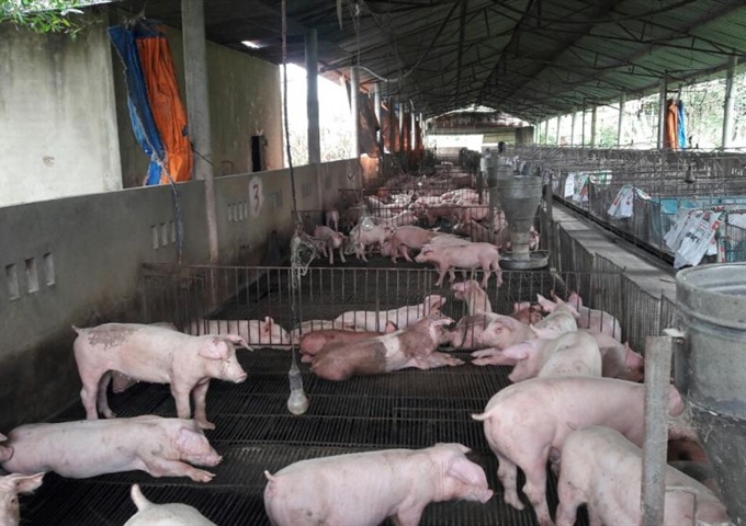 Chính chủ cần bán gấp trang trại heo, Châu Đức, Vũng Tàu