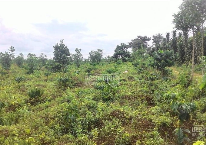 Bán đất nông nghiệp thôn 9, Lộc Ngãi, Bảo Lâm, Lâm Đồng 15000m2, 1,2 tỷ. 01644074134