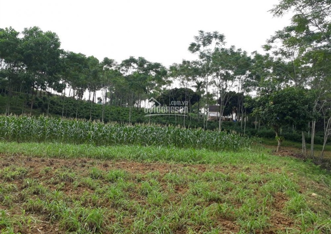 Cần bán 1,1ha đất trang trại nhà vườn, cạnh sân gôn sakylake, Lương Sơn giá 280nghìn/m2