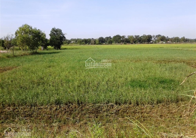 Đất thổ cư và đất vườn thị trấn Hậu Nghĩa , Đức Hòa, Long An