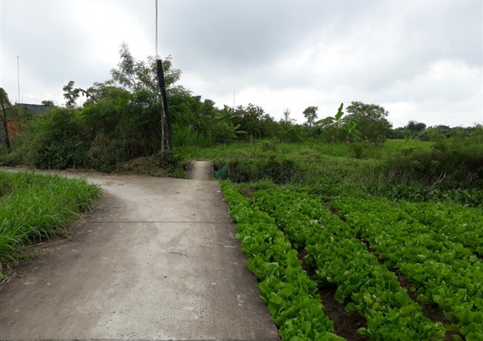 Bán hơn 5 công đất ruộng và gò Long Hưng, TX. Gò Công LH: 0934090689