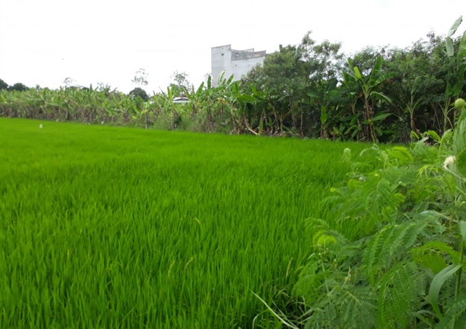 Bán hơn 5 công đất ruộng và gò Long Hưng, TX. Gò Công LH: 0934090689