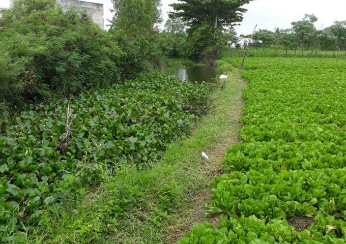 Bán hơn 5 công đất ruộng và gò Long Hưng, TX. Gò Công LH: 0934090689