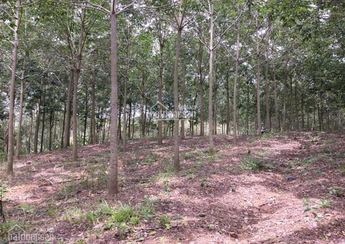 Bán đất vườn cao su Lộc Thiện, Lộc Ninh, Bình Phước