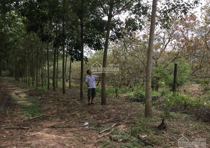 Bán đất vườn cao su Lộc Thiện, Lộc Ninh, Bình Phước