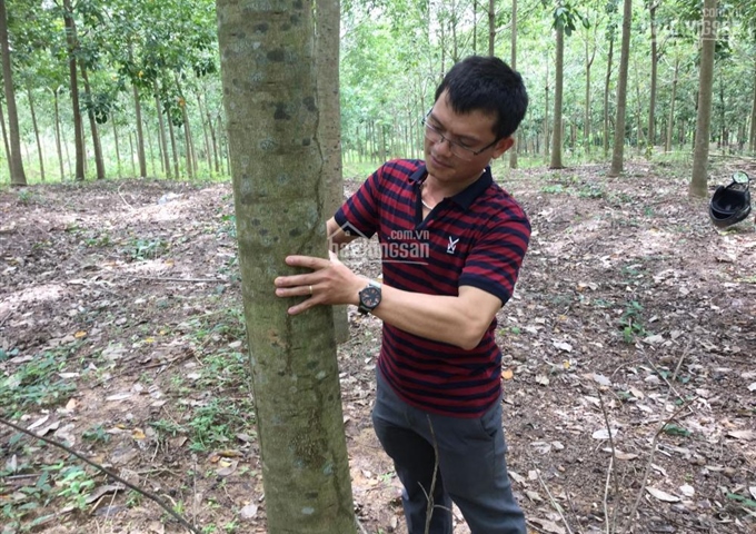 Bán đất vườn cao su Lộc Thiện, Lộc Ninh, Bình Phước