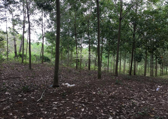 Bán đất vườn cao su Lộc Thiện, Lộc Ninh, Bình Phước