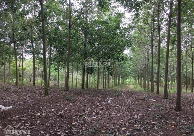 Bán đất vườn cao su Lộc Thiện, Lộc Ninh, Bình Phước