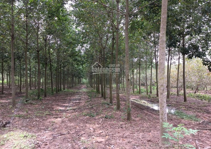 Bán đất vườn cao su Lộc Thiện, Lộc Ninh, Bình Phước