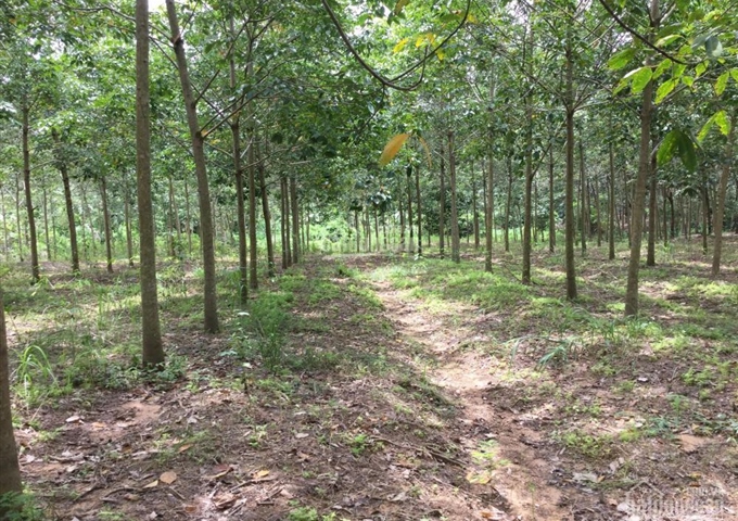Bán đất vườn cao su Lộc Thiện, Lộc Ninh, Bình Phước