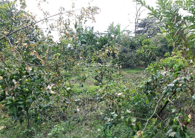 Đất thổ cư sổ đỏ 290m2 có vườn cây ăn Trái tiện xe bus Minh Trí Sóc Sơn Hà Nội