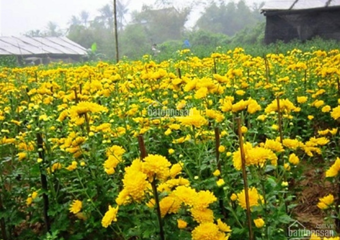 Bán vườn trồng hoa cúc 1008m2 ngay chợ Phú Lạc ngang 22m, có nhà ở sẵn. LH 0934702918