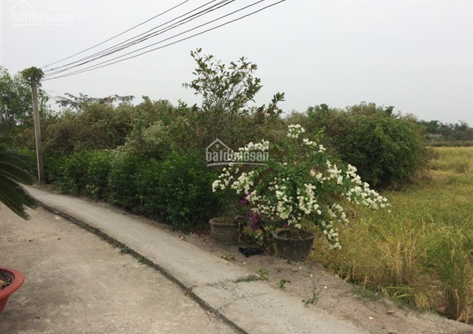 Đất nông nghiệp xã Tân Tập, huyện Cần Giuộc. DT 1050m2 (400m2 lên gò) giá 460 triệu