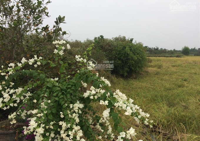 Đất nông nghiệp xã Tân Tập, huyện Cần Giuộc. DT 1050m2 (400m2 lên gò) giá 460 triệu