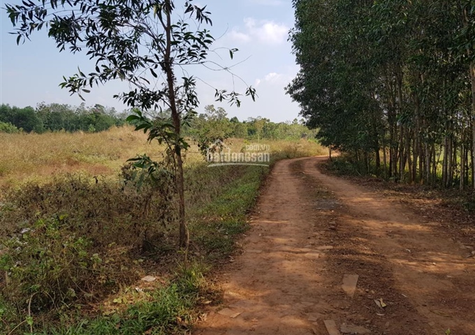 Bán đất rẫy 28.000m2 tại xã Cây Gáo, huyện Trảng Bom, Đồng Nai