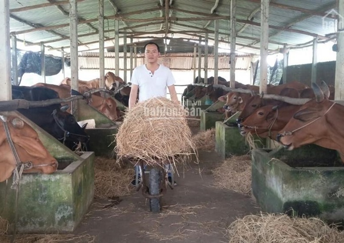 Bán trang trại ở huyện Củ Chi, 13.000m2, gồm trại bò, ao cá, vườn chăn nuôi gà. Giá 4,4 tỷ