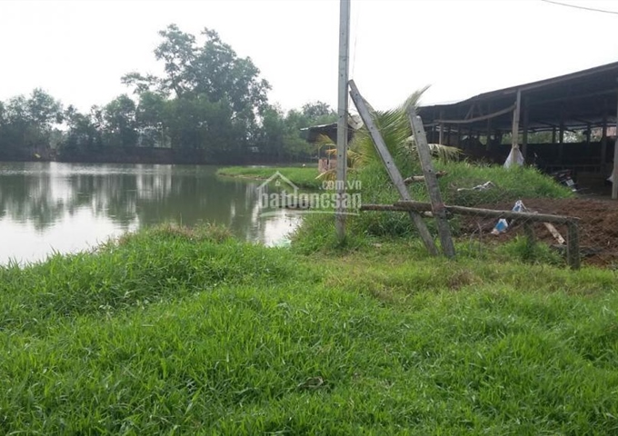 Bán trang trại ở huyện Củ Chi, 13.000m2, gồm trại bò, ao cá, vườn chăn nuôi gà. Giá 4,4 tỷ