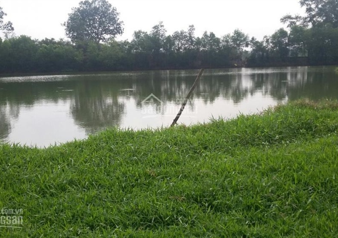 Bán trang trại ở huyện Củ Chi, 13.000m2, gồm trại bò, ao cá, vườn chăn nuôi gà. Giá 4,4 tỷ