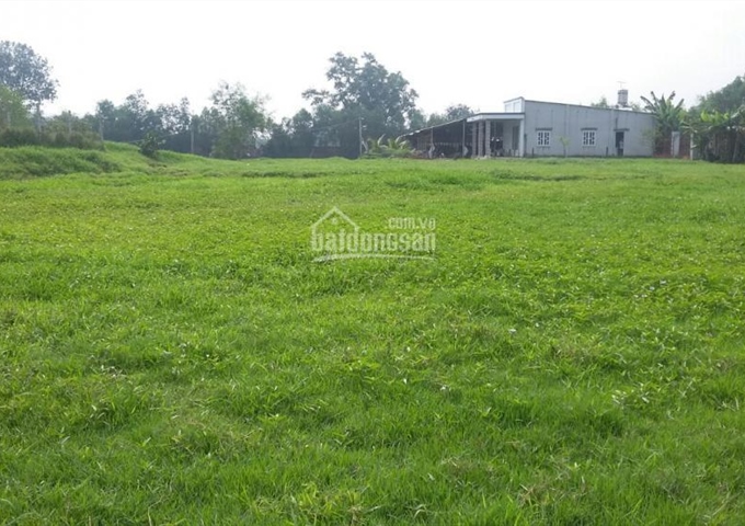 Bán trang trại ở huyện Củ Chi, 13.000m2, gồm trại bò, ao cá, vườn chăn nuôi gà. Giá 4,4 tỷ