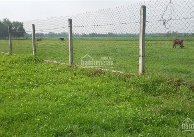 Bán trang trại ở huyện Củ Chi, 13.000m2, gồm trại bò, ao cá, vườn chăn nuôi gà. Giá 4,4 tỷ