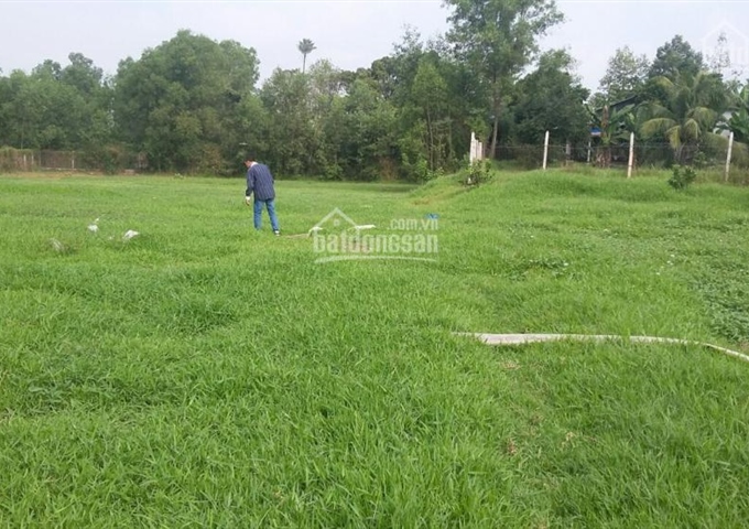 Bán trang trại ở huyện Củ Chi, 13.000m2, gồm trại bò, ao cá, vườn chăn nuôi gà. Giá 4,4 tỷ