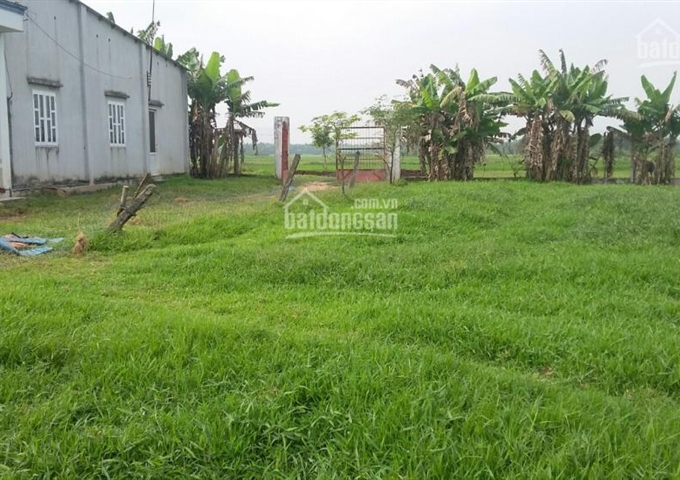 Bán trang trại ở huyện Củ Chi, 13.000m2, gồm trại bò, ao cá, vườn chăn nuôi gà. Giá 4,4 tỷ