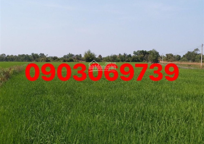 Bán đất mặt tiền Tỉnh Lộ 830, Long An