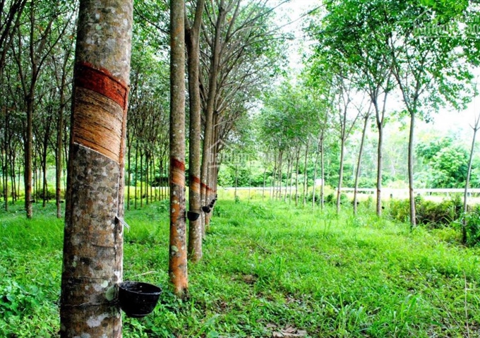 Bán trang trại có 30 hécta đất trồng cao su cùng 2 trại heo tại Bình Phước