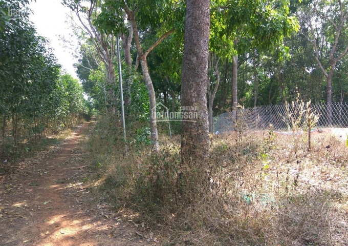 Bán 7ha đất nông nghiệp thuộc xã Hiếu Liêm, huyện Vĩnh Cửu